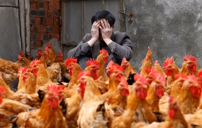 Vietnam facing high risk of H7N9 avian virus ảnh 1