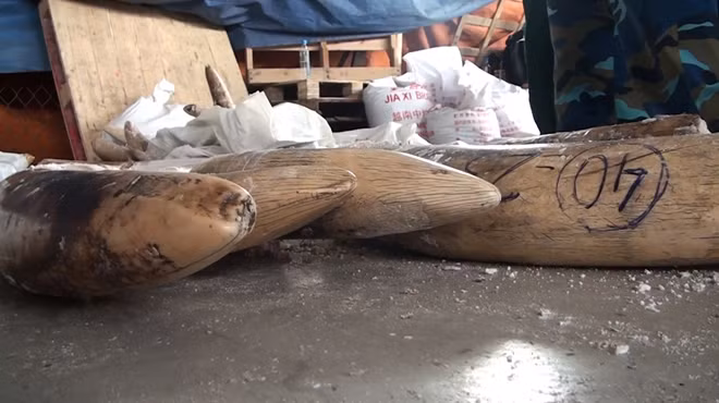 The joint forces discovered 529 kg of ivory inside the two wooden blocks. The joint forces discovered 529 kg of ivory inside the two wooden blocks.