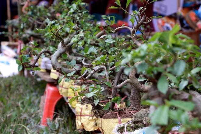 At Vieng market, various kinds of trees, including fruit, flower and bonsai, are sold, but fig tree is the best seller as the tree holds spiritual culture, symbolizing the fullness and prosperity in life.