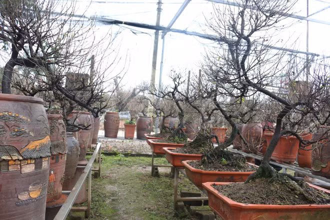 White apricot blossom is famous for its fragile shape and pure white color. It is scarce as it requires expensive and elaborate cultivation techniques.