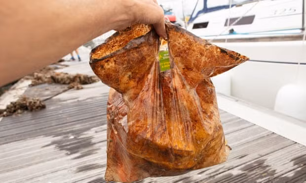 A plastic bag labelled biodegradable after three years in the marine environment. Photograph: Imogen Napper
