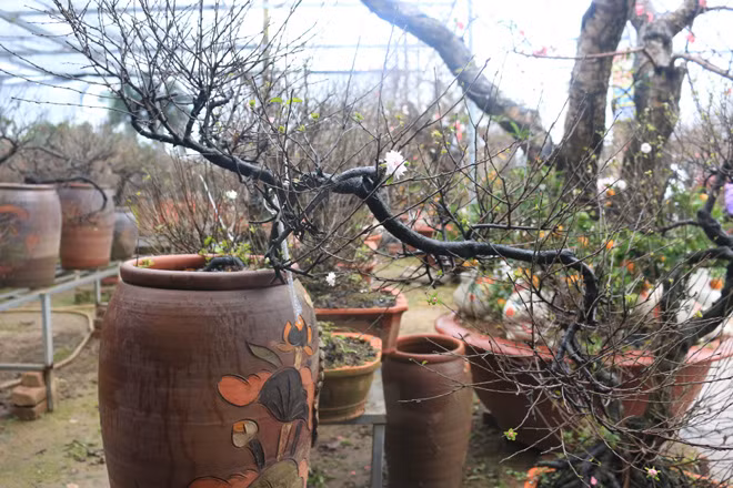 Some flower lovers choose white apricot blossom because of its feng shui meaning. They believe that the special flower could bring good luck, happiness and fortune to the owner.