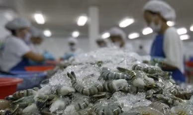 Shrimp and catfish were the main seafood exports, with catfish expected to generate US$1.67 billion in all of 2016, up 6.6% from the previous year, and shrimp US$3.1 billion, a year-on-year rise of 5%.