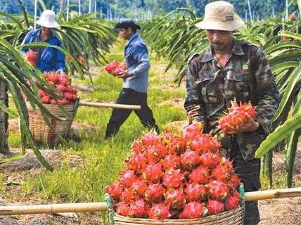 igh air freight costs stymie VN efforts to export fruits. (Source: nld.com.vn)