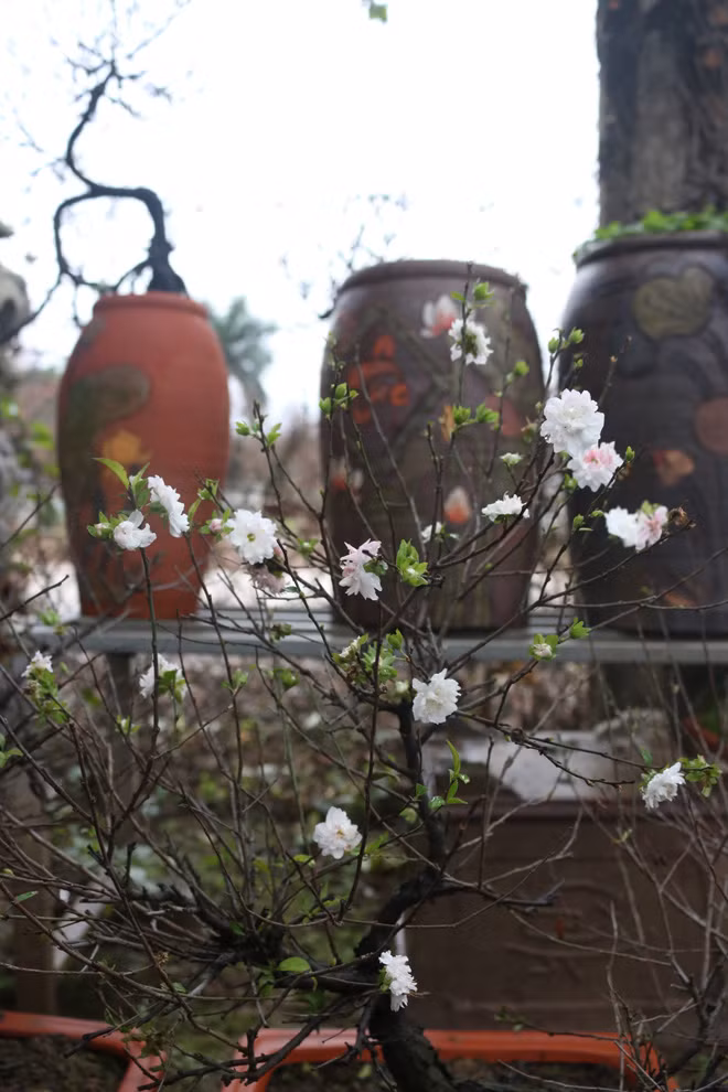 Nhat Tao village (Tay Ho, Hanoi) is famous for Tet flowers, but only a few farms grow white apricot blossom trees.