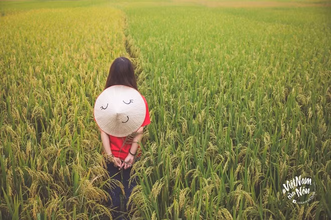Walking through a golden rice field.