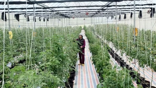 A hi-tech model growing tomatoes (Photo: VNA)
