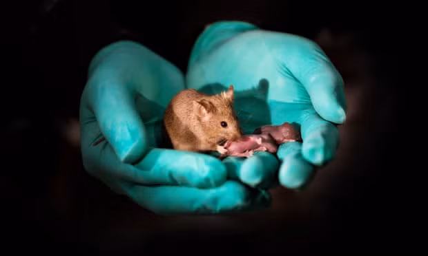 One of the healthy bimaternal mice created in the study with offspring of her own. Photograph: Leyun Wang/Cell Stem Cell