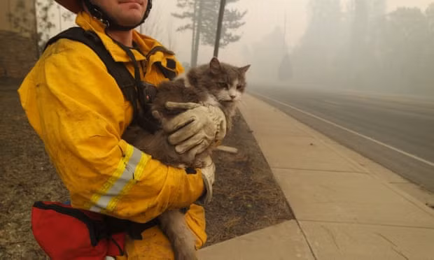 A firefighter in Paradise rescues a cat. Photograph: Dani Anguiano for the Guardian
