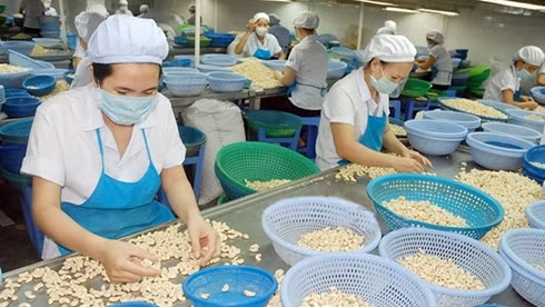 Dragon fruit, longan, watermelon and mango are among the highest-earning. According to the Department for Plant Protection, there is still much room for fruit and vegetable exports, which are currently shipped mainly to China.