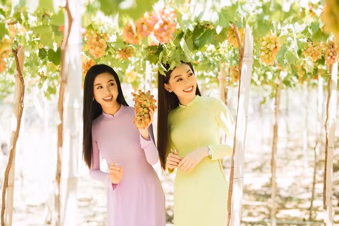 Ninh Thuan is known as Vietnam’s hub of grapes. The view of green vineyards stretching along the blue beach and sky has made this place unique. Ninh Thuan is known as Vietnam’s hub of grapes. The view of green vineyards stretching along the blue beach and sky has made this place unique.