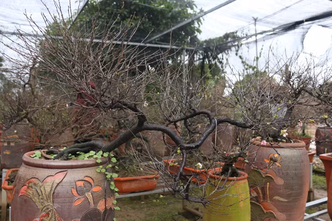 Mr. Viet, owner of the Vinh Tien peach blossom garden said that it takes a white apricot blossom tree 2 to 10 years to grow enough for sale, and the prize ranges from 5 to 7 million VND, depending on the age and the origin of the tree. A white apricot blossom tree of 8 years old or more can be sold for VND 20 million each.