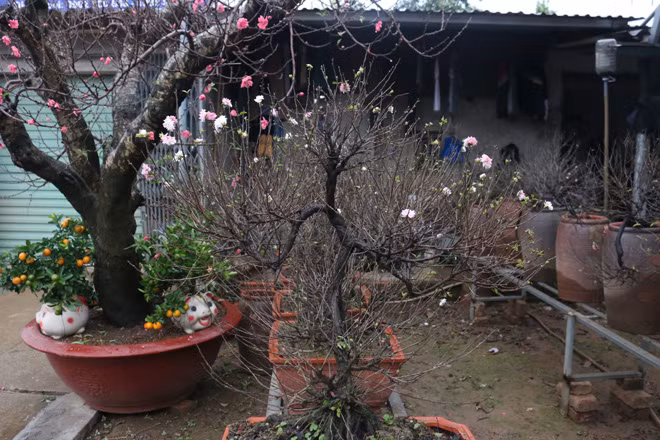 When the weather is warm, the flower's petals turn white, and when the weather is cold, the petals will turn light pink.