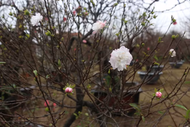 The weather this year is favorable for the growth and bloom of this blossom, Viet said.