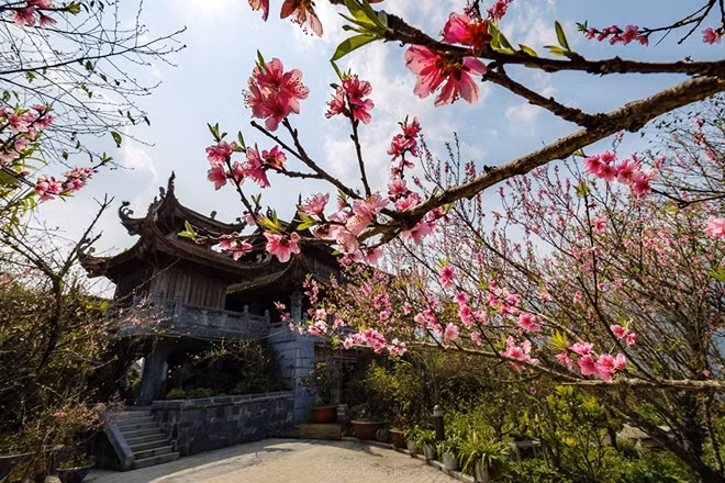 Japanese cherry blossoms spotted in Sa Pa ảnh 10