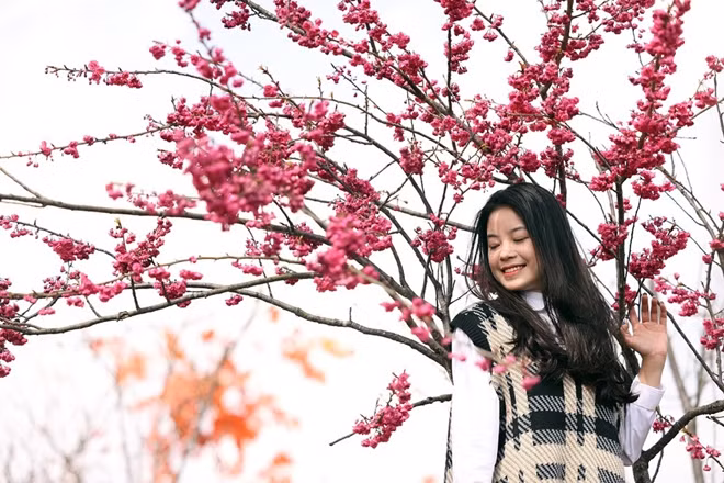 Japanese cherry blossoms spotted in Sa Pa ảnh 6