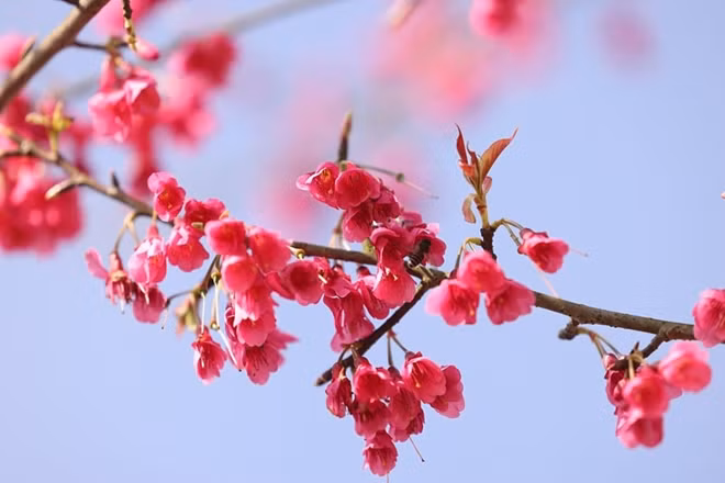 Japanese cherry blossoms spotted in Sa Pa ảnh 1
