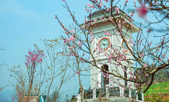 Japanese cherry blossoms spotted in Sa Pa ảnh 5