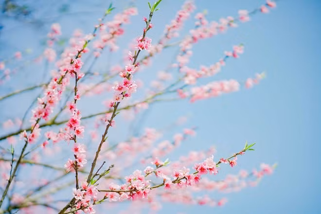 Japanese cherry blossoms spotted in Sa Pa ảnh 3