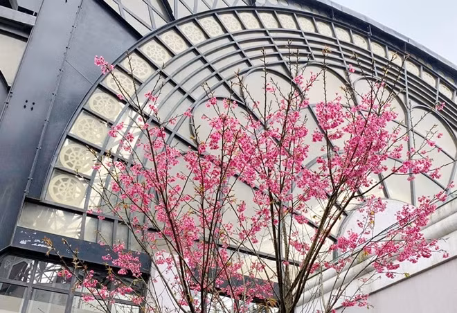 Japanese cherry blossoms spotted in Sa Pa ảnh 2