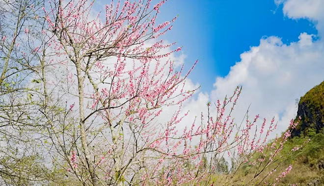 Japanese cherry blossoms spotted in Sa Pa ảnh 8