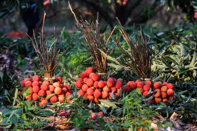 Luc Ngan's lychees.