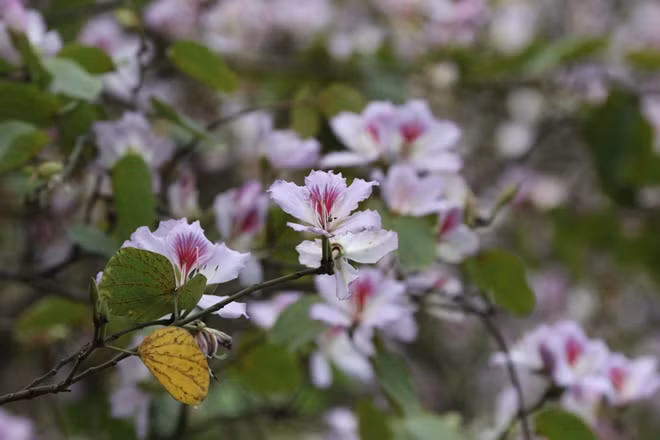 Bauhinia flowers are originally from the north-western region and close to the spiritual life of Thai ethnic minority people.