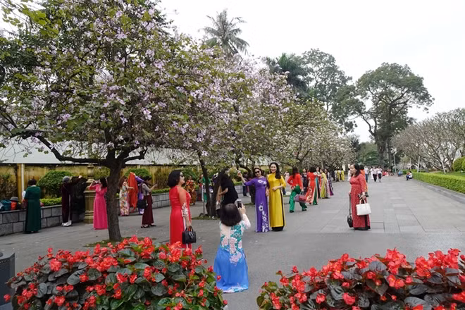 Many locals and visitors want to capture beautiful photos with this type of flowers.