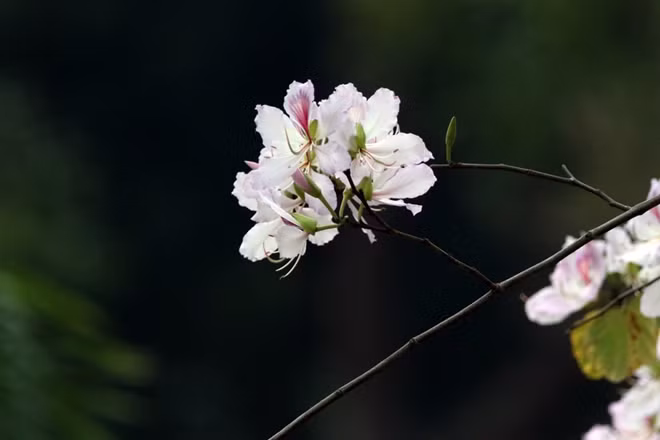 Additionally, Thai people also use wings of Bauhinia flowers to make rustic yet delicious dishes