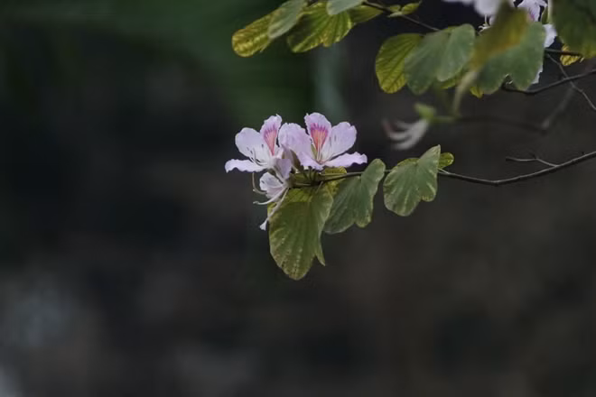 The flower beautifies the streets of Hanoi with its soft pink and purple hues in spring