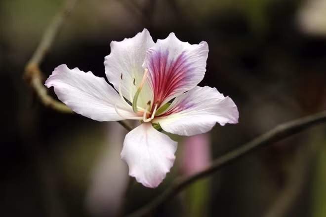 Tourists and local people can easily find the flowering trees on Bac Son and Hoang Dieu Streets.