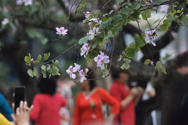 Bauhinia flowers symbolise sincerity, faithfulness and constancy in love.