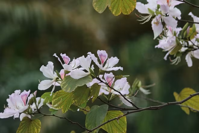Bauhinia flowers do not have a scent. Each flower consists of 4-5 wings, pink pistil and purple veins.
