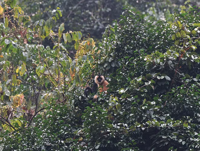 The eastern black-crested gibbon (Nomascus nasutus) is found in northern Vietnam. Scientists say about 130 individuals remain in Trung Khanh Natural Reserve in the northern province of Cao Bang.