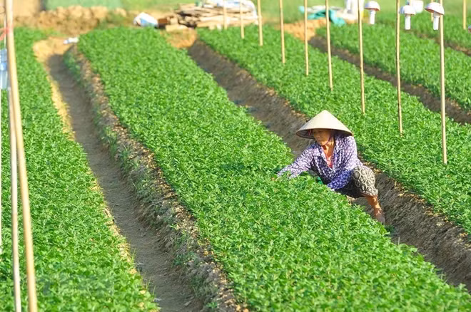 Farmers in Ninh Phuc commune, Ninh Binh province, take care of their flower gardens as the traditional Tet holiday is around the corner.