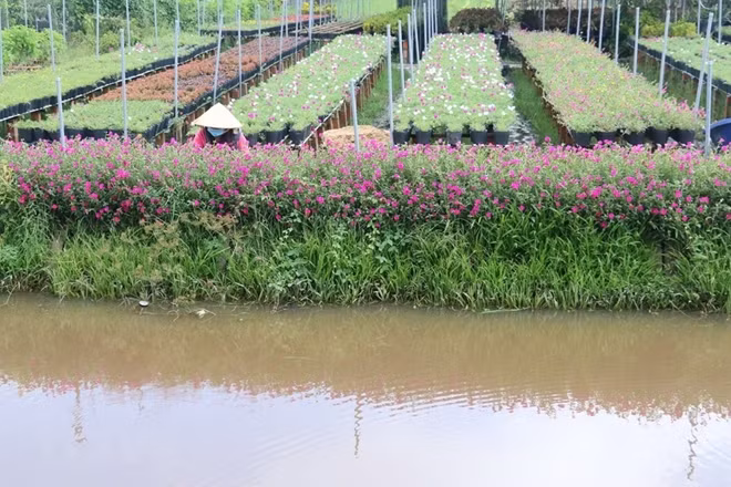 Farmers in Sa Dec Flower Village in Dong Thap province take care of flowers for the upcoming Tet holiday.