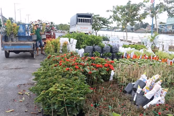 More than 100ha of flowers and ornamental trees for Tet are being grown mostly in Tan Quy Dong Ward and Tan Khanh Dong commune, Sa Dec city, Dong Thap province.