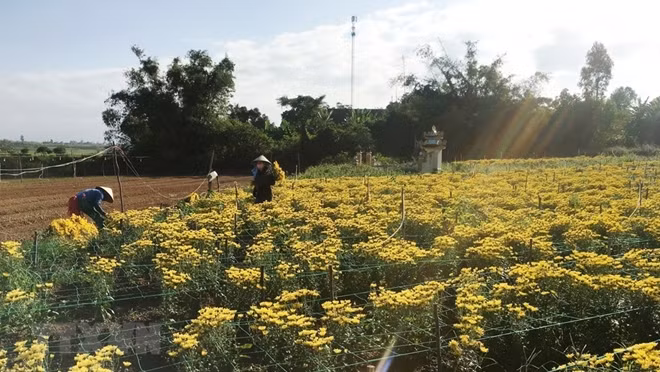 Farmers in Quang Binh province take care of flowers in preparation for Tet.