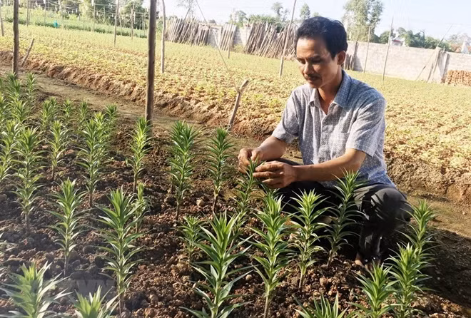 Farmers in Quang Binh province take care of flowers to meet the increasing demand during the upcoming Tet holiday.