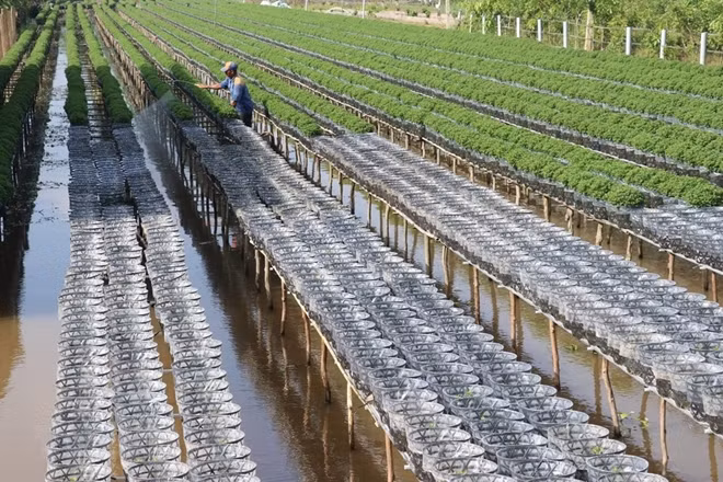 Farmers in Sa Dec Flower Village, Dong Thap province, take care of their flowers.