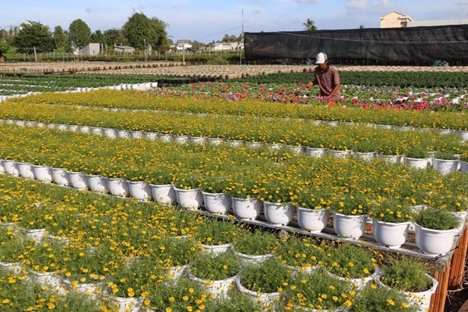 Farmers in the village earn high incomes from selling flower seedlings to other local farmers and to neighbouring provinces.