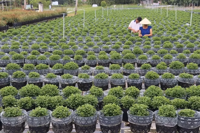 Farmers in Sa Dec Flower village, Dong Thap province, have planted more than three million flowers and ornamental trees for Lunar New Year.