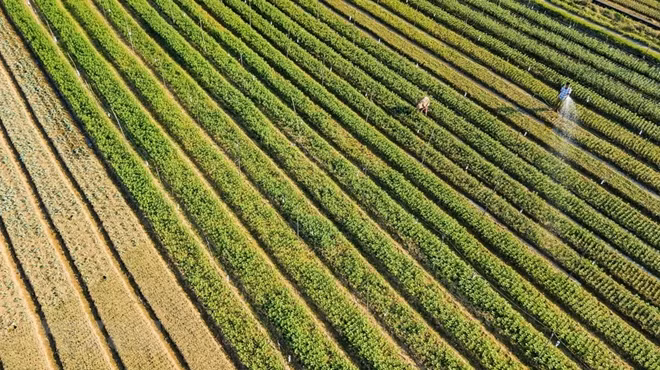 Farmers in Ninh Phuc commune, Ninh Binh province, take care of their flower gardens as the traditional Tet holiday is around the corner.