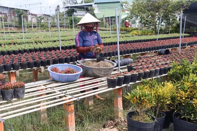 The province’s centre for high-tech application in agricultural production has produced over 500,000 disease-free seedlings of various kinds of flowers.