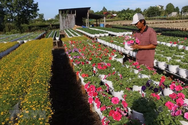 More than 100ha of flowers and ornamental trees for Tet are being grown mostly in Tan Quy Dong Ward and Tan Khanh Dong commune, Sa Dec city, Dong Thap province.