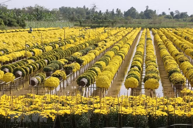 More than 100ha of flowers and ornamental trees for Tet are being grown mostly in Tan Quy Dong Ward and Tan Khanh Dong commune, Sa Dec city, Dong Thap province.