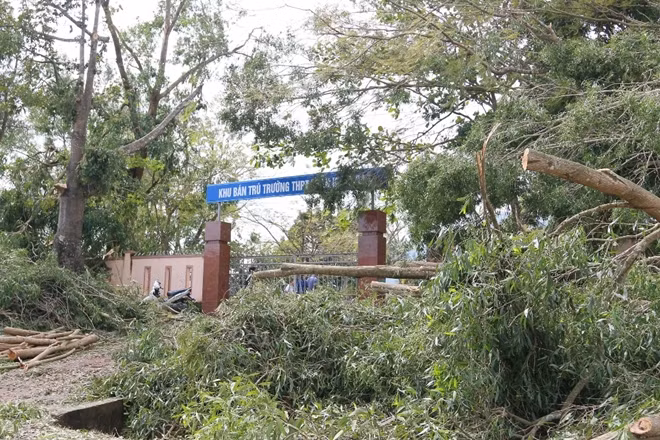 Plants uprooted by strong winds