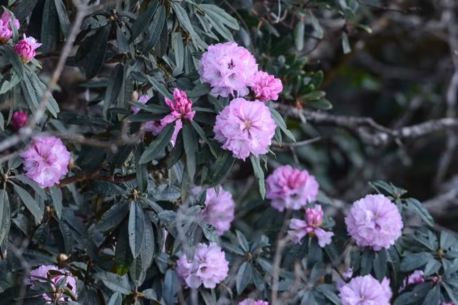 Azalea flowers in Hoang Lien Forest