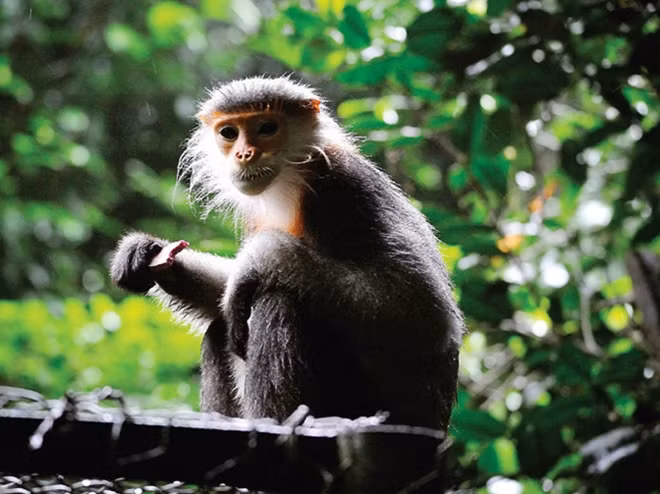 The grey-shanked douc langur (Pygathrix cinerea) lives in packs of 10-15 individuals. Only about 1,500 members of the species remain in Vietnam due to rampant poaching. Photo by Nguyen Van Truong