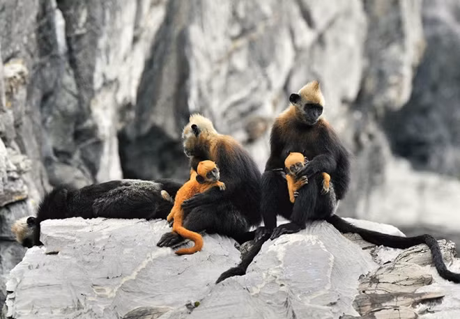 The white-headed langur (Trachypithecus poliocephalus) is critically endangered. A population of about 70 individuals remain on Cat Ba Island off the coast of Hai Phong. The species ranks as one of the 25 most endangered primates in the world. Photo by Nguyen Van Truong